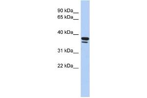 WB Suggested Anti-EGR3 Antibody Titration:  0. (EGR3 抗体  (Middle Region))