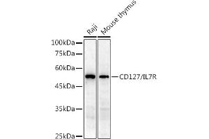 Western blot analysis of extracts of various cell lines, using CD127/IL7R antibody (ABIN3021790, ABIN3021791, ABIN1513091 and ABIN6215908) at 1:1000 dilution. (IL7R 抗体  (AA 21-239))