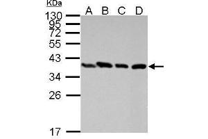 Western Blotting (WB) image for anti-Peroxisomal Biogenesis Factor 19 (PEX19) antibody (ABIN2856772)