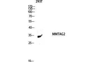 Western Blot (WB) analysis of 293T lysis using MMTAG2 antibody. (C1orf35 抗体  (N-Term))