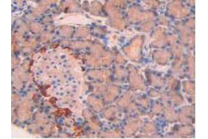 IHC-P analysis of Rat Pancreas Tissue, with DAB staining. (SPTAN1 抗体  (AA 2071-2269))