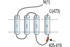anti-gamma-aminobutyric Acid (GABA) A Receptor, beta 2 (GABRB2) (AA 405-419), (Intracellular), (Loop 2) antibody