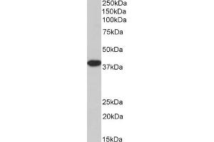 Biotinylated ABIN5539867 (3.