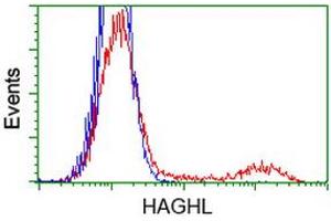 HEK293T cells transfected with either RC200832 overexpress plasmid (Red) or empty vector control plasmid (Blue) were immunostained by anti-HAGHL antibody (ABIN2454312), and then analyzed by flow cytometry. (HAGHL 抗体)