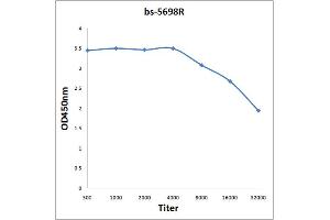 Antigen: 0. (RAC1 抗体  (pSer71))