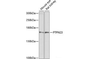Western blot analysis of extracts of various cell lines using PTPN23 Polyclonal Antibody at dilution of 1:1000. (PTPN23 抗体)