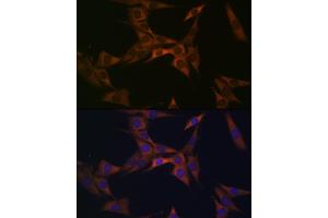 Immunofluorescence analysis of NIH-3T3 cells using BMP6 Rabbit mAb (ABIN7265900) at dilution of 1:100 (40x lens). (BMP6 抗体)
