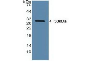 Detection of Recombinant MAPKAPK2, Human using Polyclonal Antibody to MAP Kinase Activated Protein Kinase 2 (MAPKAPK2) (MAPKAP Kinase 2 抗体  (AA 139-367))