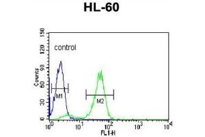 Flow Cytometry (FACS) image for anti-Polymerase (DNA Directed), gamma 2, Accessory Subunit (POLG2) antibody (ABIN3001661) (POLG2 抗体)