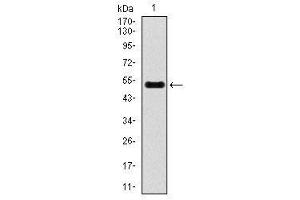 Image no. 2 for anti-Inner Centromere Protein Antigens 135/155kDa (INCENP) antibody (ABIN1491465) (INCENP 抗体)