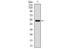 Image no. 2 for anti-Inner Centromere Protein Antigens 135/155kDa (INCENP) antibody (ABIN1491465)
