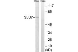 Western blot analysis of extracts from HeLa cells, using SLU7 Antibody. (SLU7 抗体  (AA 113-162))