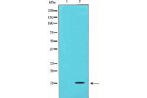 Western blot analysis on COS7 cell lysate using TGFB3 Antibody,The lane on the left is treated with the antigen-specific peptide. (TGFB3 抗体)