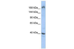WB Suggested Anti-EIF4G1  Antibody Titration: 0. (EIF4G1 抗体  (Middle Region))