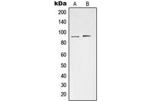 Western blot analysis of STAT3 (pS727) expression in HeLa (A), Raw264. (STAT3 抗体  (C-Term, pSer727))
