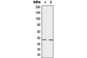 Western blot analysis of CTBP2 expression in A549 (A), HepG2 (B) whole cell lysates. (CTBP2 抗体  (C-Term))