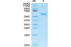 Biotinylated Human APRIL Trimer on Tris-Bis PAGE under reduced condition. (TNFSF13 Protein (AA 112-250, Trimer) (His-Avi-DYKDDDDK Tag,Biotin))