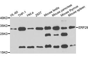 Western blot analysis of extracts of various cell lines, using ERP29 antibody (ABIN5995408) at 1/1000 dilution. (ERP29 抗体)