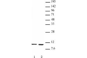 Histone H4K16ac antibody (mAb) tested by Western blot. (Histone H4 抗体  (acLys16))