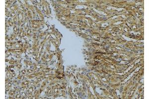 ABIN6273022 at 1/100 staining Mouse kidney tissue by IHC-P. (TTL 抗体)