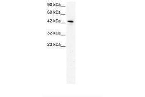 Image no. 2 for anti-Kruppel-Like Factor 15 (KLF15) (AA 45-94) antibody (ABIN202473) (KLF15 抗体  (AA 45-94))
