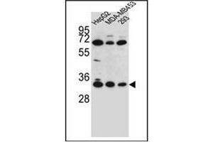 Western blot analysis of OR2T3 Antibody (C-term) in HepG2, MDA-MB453, 293 cell line lysates (35ug/lane). (OR2T3 抗体  (C-Term))