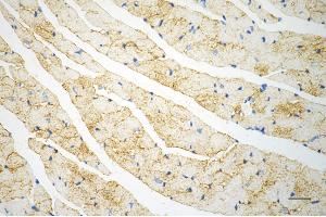 Immunohistochemistry was performed on paraffin-embedded mouse heart using caveolin 3 antibody (ABIN7797948), 1:200).