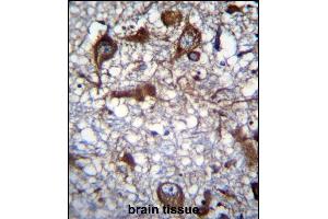 RM50 Antibody (C-term) (ABIN656854 and ABIN2846059) immunohistochemistry analysis in formalin fixed and paraffin embedded human brain tissue followed by peroxidase conjugation of the secondary antibody and DAB staining. (MRPL50 抗体  (C-Term))
