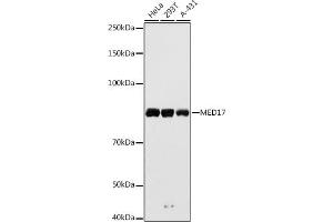 Western blot analysis of extracts of various cell lines, using MED17 antibody (ABIN6129666, ABIN6143687, ABIN6143688 and ABIN6224761) at 1:1000 dilution. (MED17 抗体  (AA 1-300))