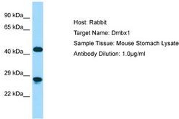 DMBX1 anticorps  (C-Term)