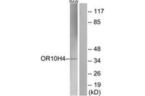 OR10H4 抗体  (AA 161-210)