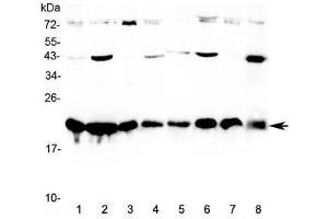 Western blot testing of human 1) HeLa, 2) MCF7, 3) COLO320, 4) HepG2, 5) placenta, 6) A549, 7) SKOV3, and 8) PANC-1 cell lysate with CBX3 antibody at 0. (CBX3 抗体)