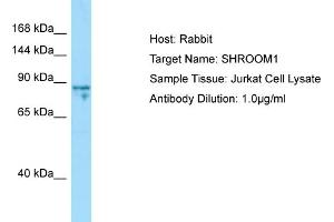 Host: Rabbit Target Name: SHROOM1 Sample Type: Jurkat Whole Cell lysates Antibody Dilution: 1. (SHROOM1 抗体  (C-Term))