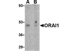 Western Blotting (WB) image for anti-ORAI Calcium Release-Activated Calcium Modulator 1 (ORAI1) (N-Term) antibody (ABIN1031496) (ORAI1 抗体  (N-Term))