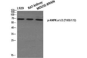 Western Blot (WB) analysis of specific cells using Phospho-AMPKalpha1/2 (T183/172) Polyclonal Antibody. (PRKAA1/PRKAA2 抗体  (pThr172, pThr183))