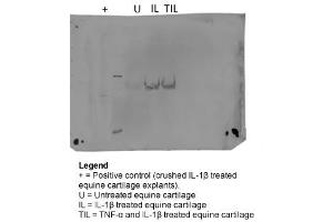 Sample Type:  Equine Cartilage Explants    Primary Dilution:  1:1000    Secondary:  Abcam ab97200 (Dilution: 1:20,000)