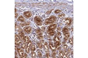 Immunohistochemical staining of human stomach with BET1L polyclonal antibody  shows strong granular cytoplasmic positivity in glandular cells. (BET1L 抗体)