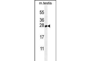PLD6 Antibody (Center) (ABIN655233 and ABIN2844837) western blot analysis in mouse testis tissue lysates (35 μg/lane). (PLD6 抗体  (AA 125-154))