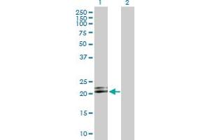 Western Blot analysis of LILRB2 expression in transfected 293T cell line by LILRB2 MaxPab polyclonal antibody.