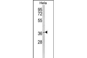 Western blot analysis of MOSC2 Antibody (C-term) (ABIN652632 and ABIN2842422) in Hela cell line lysates (35 μg/lane). (MARC2 抗体  (C-Term))