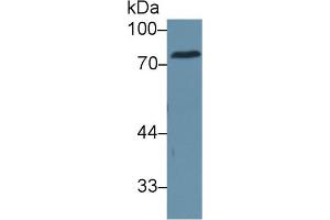 Western Blot; Sample: Human Serum; Primary Ab: 1µg/ml Rabbit Anti-Human CEA Antibody Second Ab: 0. (CEA 抗体  (AA 566-698))