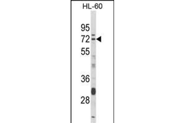 Deltex Homolog 4 抗体  (N-Term)