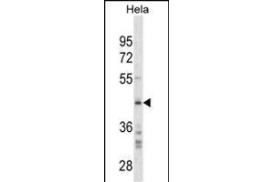 SRC Antibody (C-term)(Ascites) ABIN1882278 western blot analysis in Hela cell line lysates (35 μg/lane). (SPARC 抗体  (C-Term))