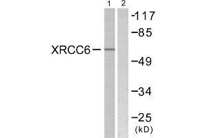 Western blot analysis of extracts from K562 cells, using XRCC6 antibody. (XRCC6 抗体  (C-Term))