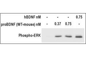 Pro-Brain-Derived Neurotrophic Factor (proBDNF) protein