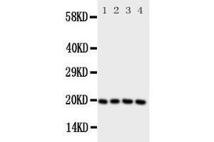 Western Blotting (WB) image for anti-Lipocalin 1 (LCN1) (AA 110-124), (Middle Region) antibody (ABIN3043125)