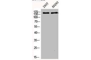 Western Blot analysis of 293T AD293 cells using Phospho-PLC β3 (S537) Polyclonal Antibody (PLCB3 抗体  (pSer537))