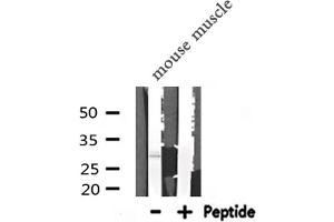 Western blot analysis of PDX1 expression in Mouse muscle lysate (PDX1 抗体  (Internal Region))