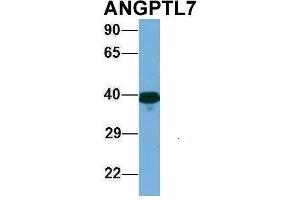 Host:  Rabbit  Target Name:  ANGPTL7  Sample Type:  721_B  Antibody Dilution:  1.