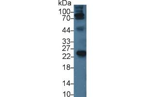 Detection of APOA1 in Porcine Serum using Monoclonal Antibody to Apolipoprotein A1 (APOA1) (APOA1 抗体  (AA 25-265))